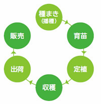 種まき→育苗→定植→収穫→出荷→販売