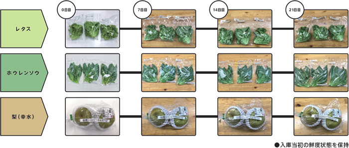 レタス・ほうれん草・梨（幸水）、0日～21日。入庫当初の鮮度状態を保持